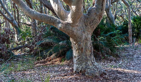 Myrtle Beach Walking Track - Attractions 1