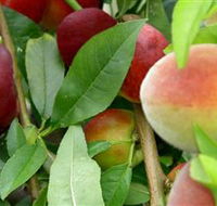 Fruit Salad Tree Company - Attractions