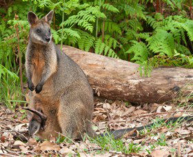 Booderee National Park: Green Patch And Telegraph Creek Walking Tracks - Attractions 7