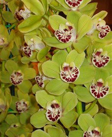 Tinonee Orchid Nursery - Attractions 1