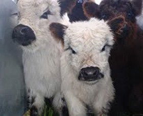 Honeycomb Valley Farm - Attractions 3