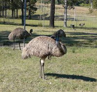 Glen Ian Ostrich and Emu Farm - Attractions