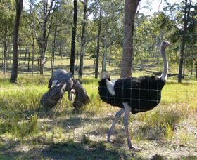 Glen Ian Ostrich And Emu Farm - Attractions 2