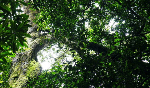 Wollumbin National Park - Attractions 1