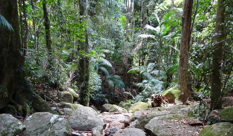 Wollumbin National Park - Attractions 2