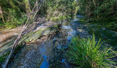 Dawson River Walking Track - Attractions 0