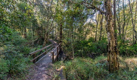 Dawson River Walking Track - Attractions 1