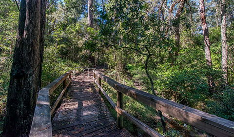 Dawson River Walking Track - Attractions 3