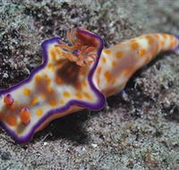 Curtain Artificial Reef Dive Site - Attractions