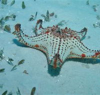 The Pines Dive Site - Attractions