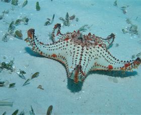 The Pines Dive Site - Attractions 0
