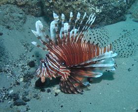The Pines Dive Site - Attractions 1