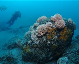 The Pines Dive Site - Attractions 2