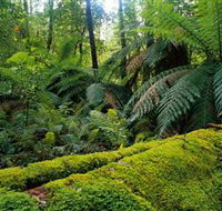 Errinundra National Park - Attractions