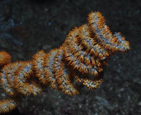 Gotham City Dive Site - Attractions 1