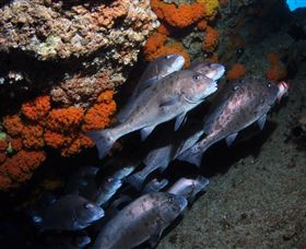 Gotham City Dive Site - Attractions 3