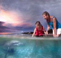 Tangalooma Dolphin Feeding - Attractions