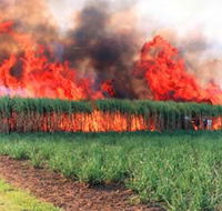 Reeves Family Sugar Cane Farm - Attractions
