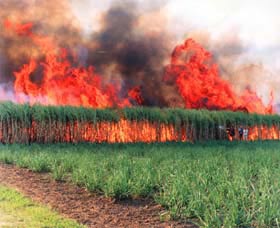 Reeves Family Sugar Cane Farm - Attractions 0