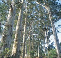 The Great Forest Trees Drive - Attractions