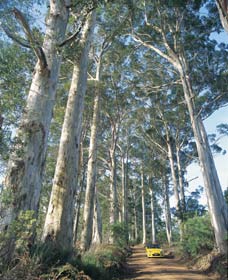 The Great Forest Trees Drive - Attractions 0