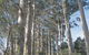 The Great Forest Trees Drive - thumb 1