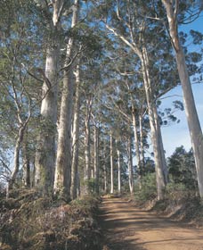 The Great Forest Trees Drive - Attractions 1