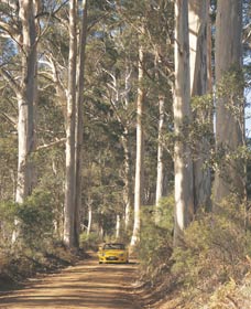 The Great Forest Trees Drive - Attractions 2