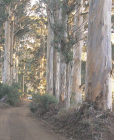 The Great Forest Trees Drive - Attractions 3