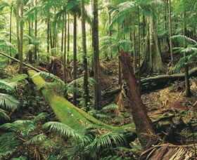 Murwillumbah NSW Attractions