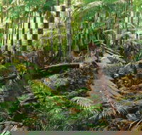 Wollumbin-Mount Warning National Park - Attractions