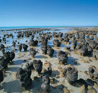 Hamelin Pool Stromatolites - Attractions