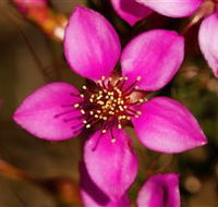 Flora - Attractions
