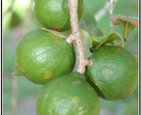 Lorne Valley Macadamia Farm - Attractions 2