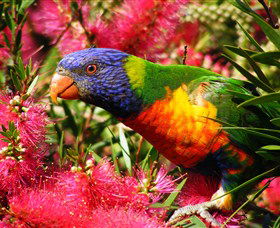 Box Cutting Rainforest Walk - Attractions 1
