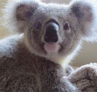 Koala Care Centre in Lismore - Attractions