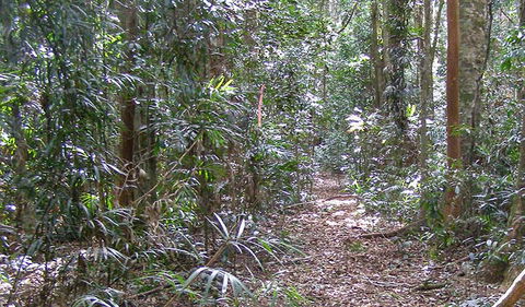 Big Scrub Loop Walking Track - Attractions 0