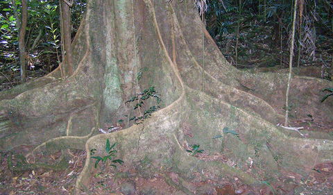 Big Scrub Loop Walking Track - Attractions 1
