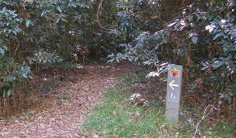 Big Scrub Loop Walking Track - Attractions 2