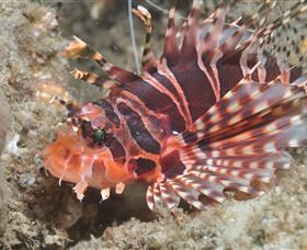 The Seaway Dive Site - Attractions 0