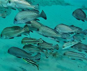 The Seaway Dive Site - Attractions 3