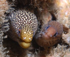 The Seaway Dive Site - Attractions 1