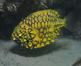 The Seaway Dive Site - Attractions 2