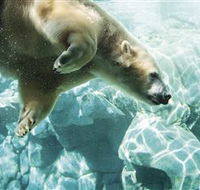 Australia's Sea World - Attractions