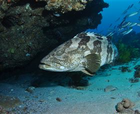 Cherubs Cave Dive Site - Attractions 1