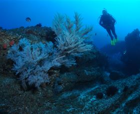 Cherubs Cave Dive Site - Attractions 3
