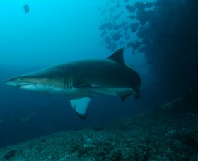 Henderson Rock Dive Site - Attractions 1
