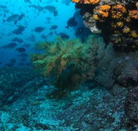 Henderson Rock Dive Site - Attractions