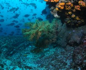 Henderson Rock Dive Site - Attractions 0