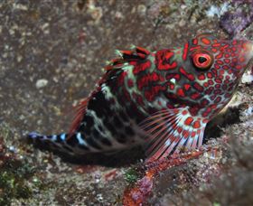 Henderson Rock Dive Site - Attractions 3